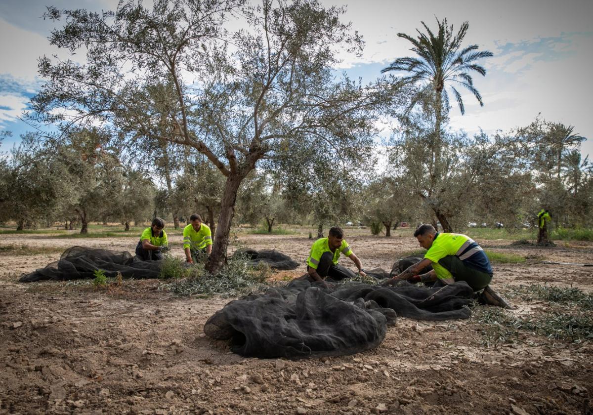Una cuadrilla de la empresa de mantenimiento del parque natural recoge la aceituna, la semana pasada.