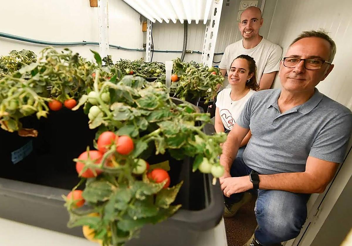 Los investigadores Francisco Rubio (en primer plano), Almudena Martínez y Manuel Nieves-Cordones, ante cultivos de tomates sin pepitas creados con CRISPR.