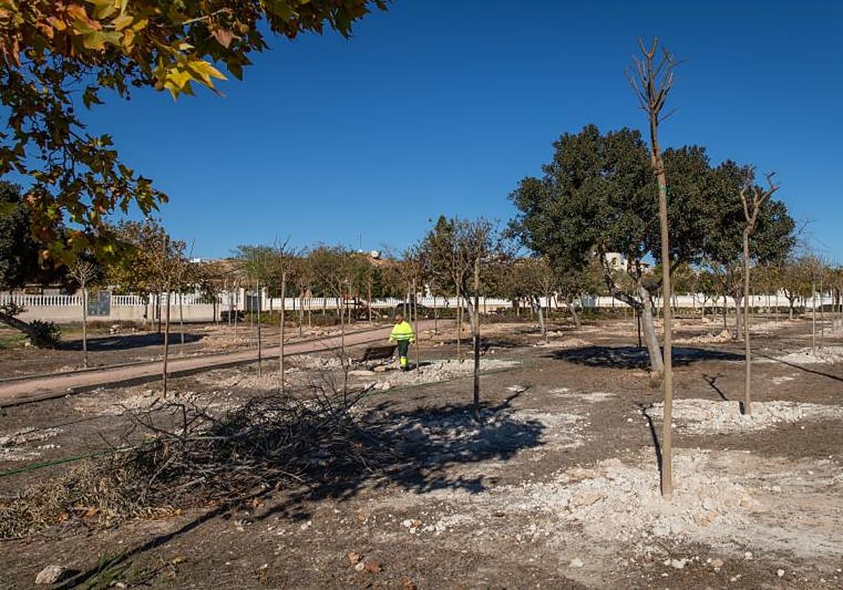 Árboles recién plantados en la rambla de La Regia.