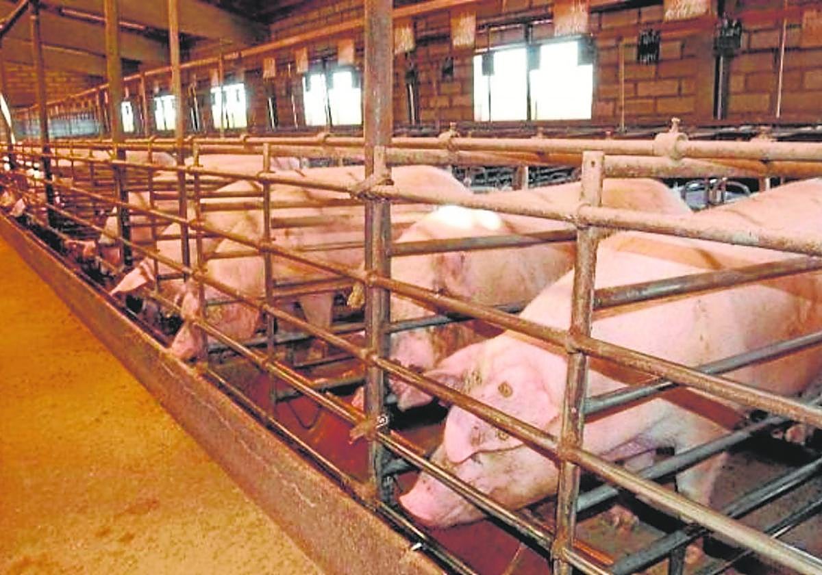 Nave de explotaciónde ganaderíaporcina.