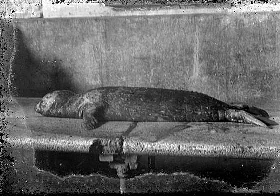 El cachorro de foca monje, fotografiado en la pescadería de Cartagena en octubre de 1945.