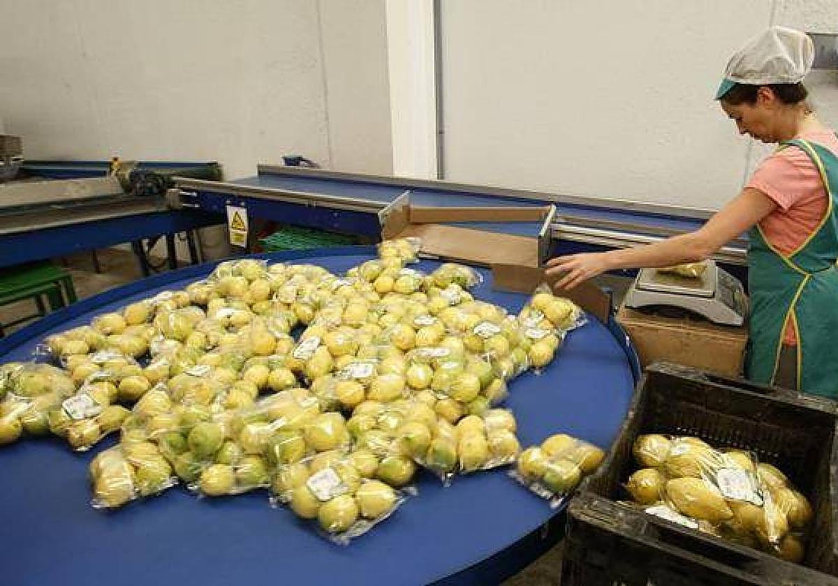 Una operaria embolsa limones en una empresa de la Región de Murcia, en una foto de archivo.