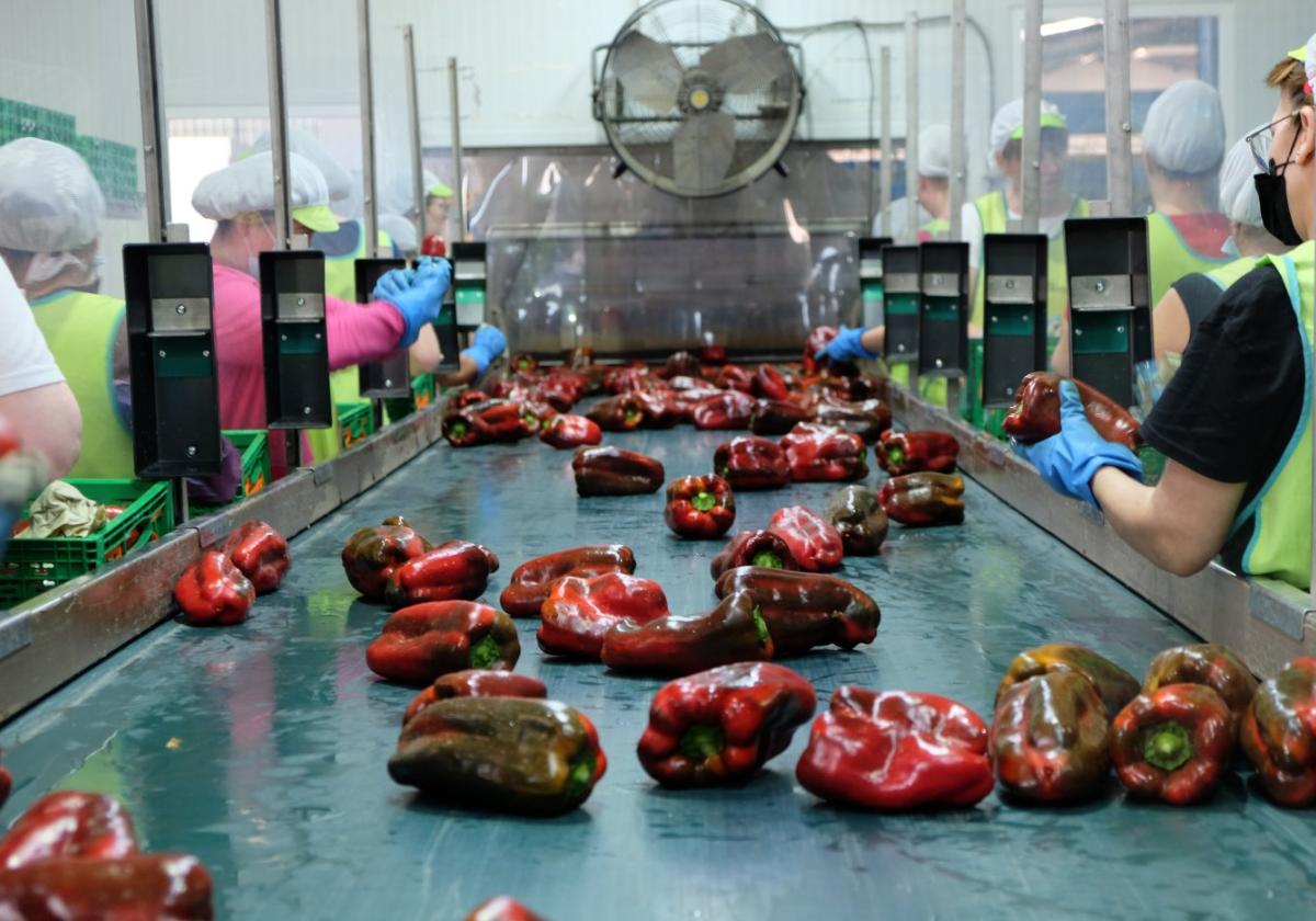 Cadena de manipulado de producto hortofrutícola en una cooperativa.