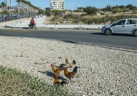 Gallos y gallinas, ayer, junto a la avenida Almirante Loaysa.