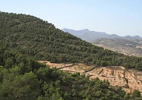 Cultivos de secano ganando terreno al monte en la Sierra de Quibas.