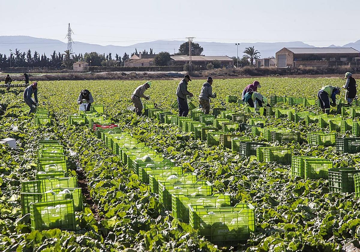 Tabajadores del campo en una imagen de arhivo.