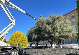 Personal de Parques y Jardines recoge la oliva en un parque.