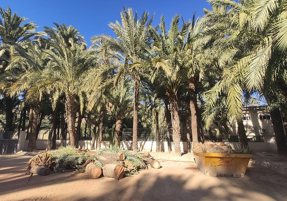 Restos de troncos talados en el Palmeral de Orihuela.