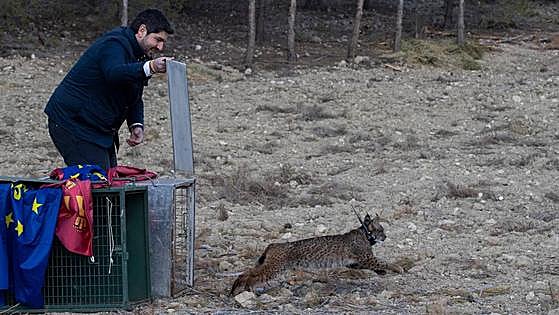 MARZO. El regreso del lince ibérico a la Región