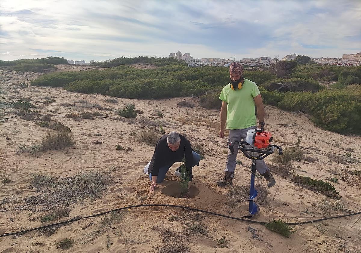 Imagen principal - El bosque dunar florece en el Molino del Agua de Torrevieja con 150 nuevas sabinas y enebros