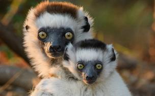 Lémur Sifaka de Verreaux