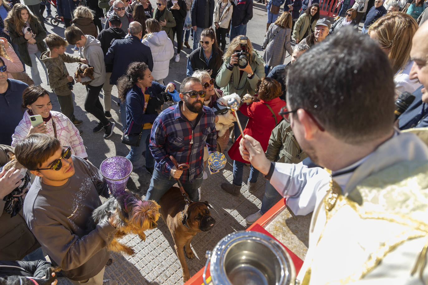 Fotos: Bendición de animales en Cartagena