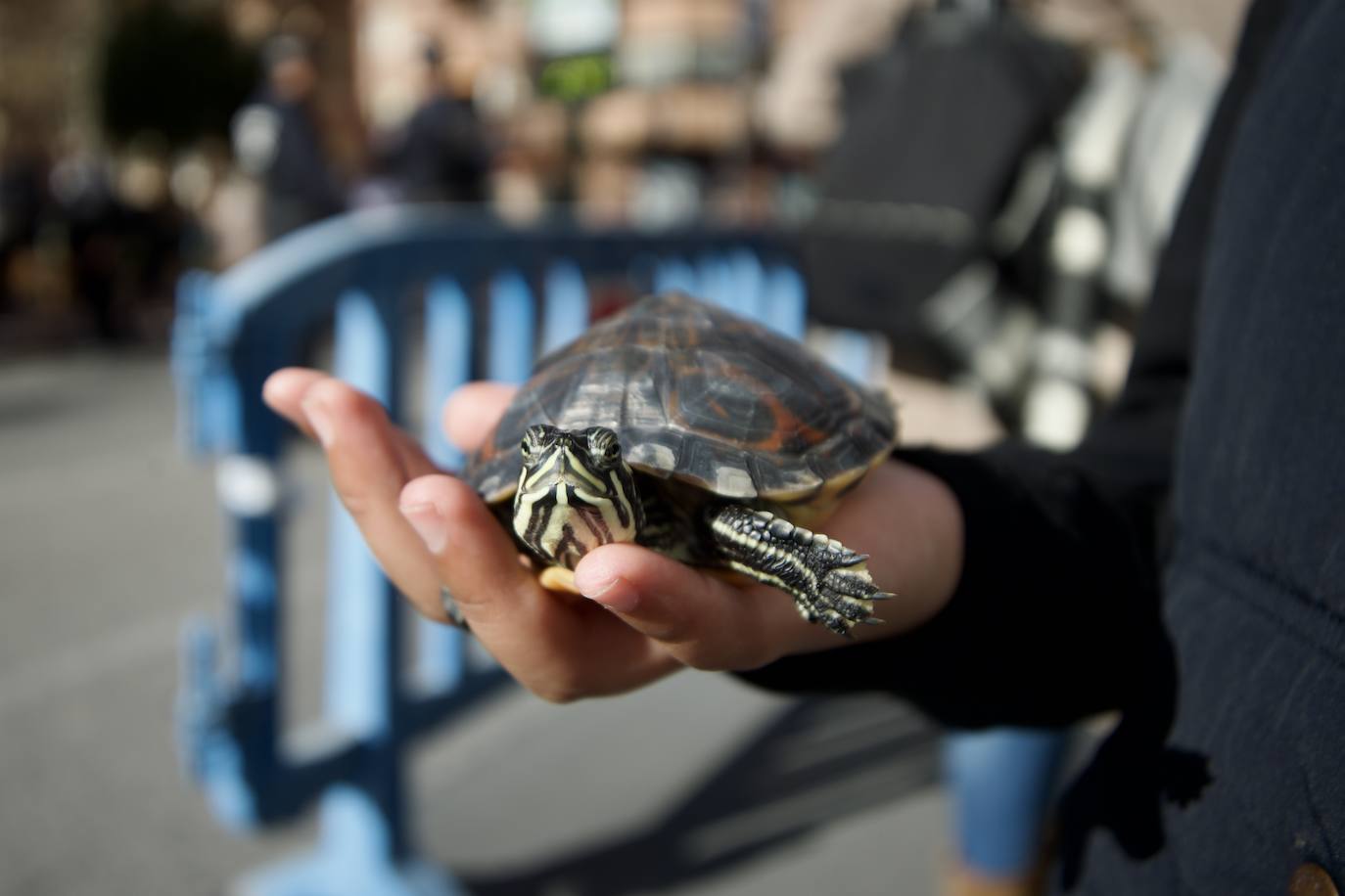 Fotos: Bendición de animales por San Antón en Murcia, en imágenes