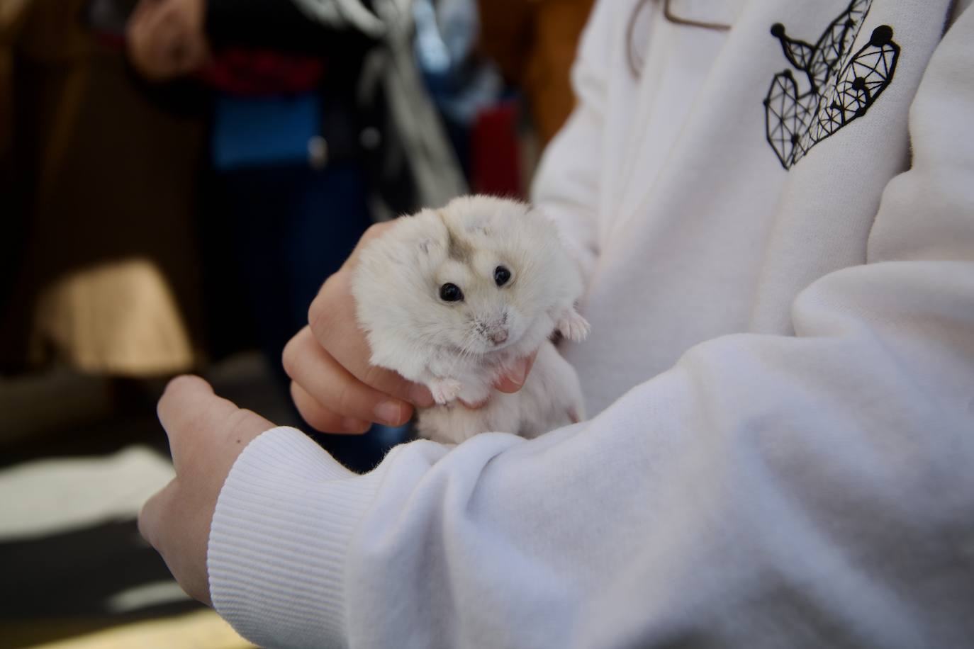 Fotos: Bendición de animales por San Antón en Murcia, en imágenes