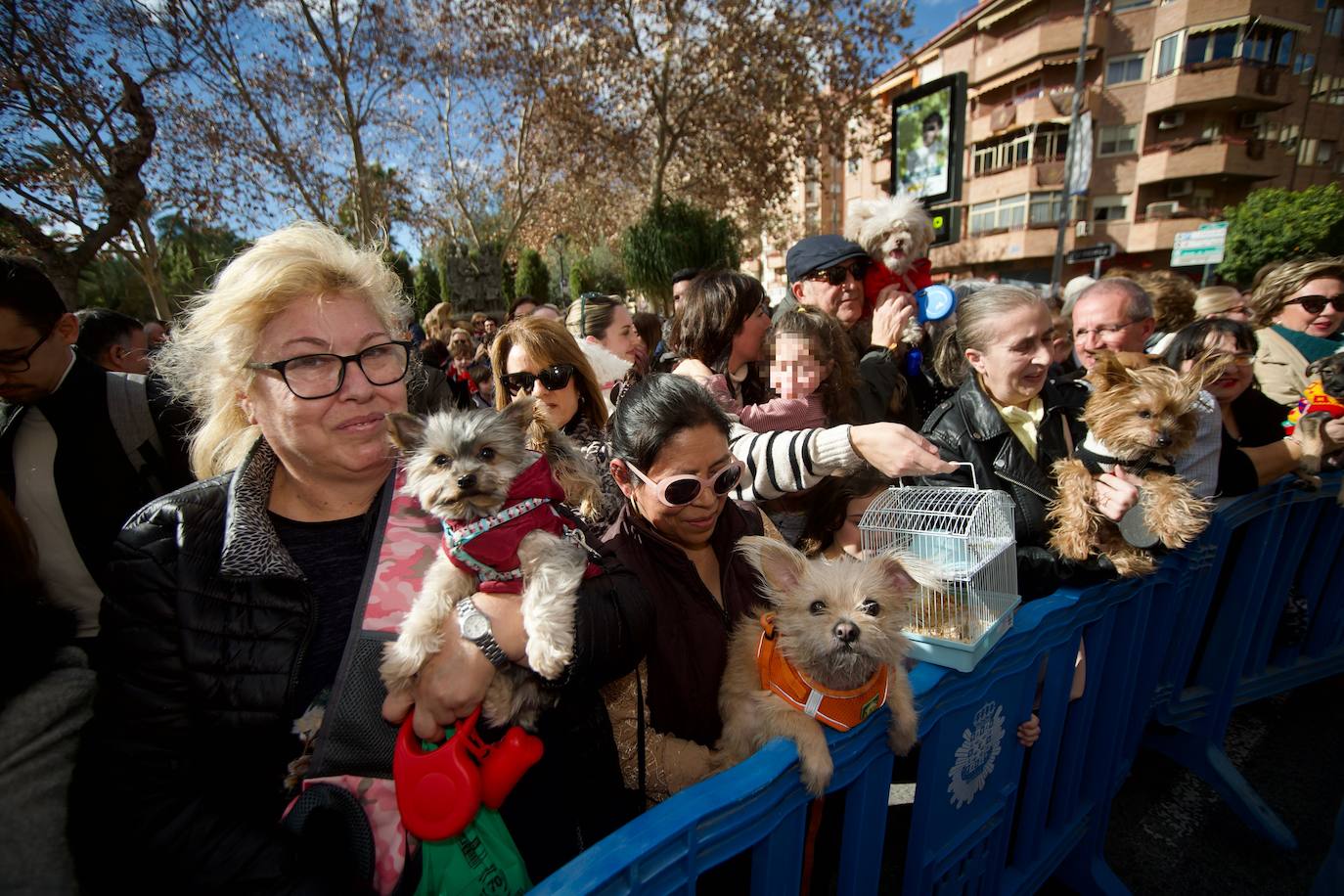 Fotos: Bendición de animales por San Antón en Murcia, en imágenes