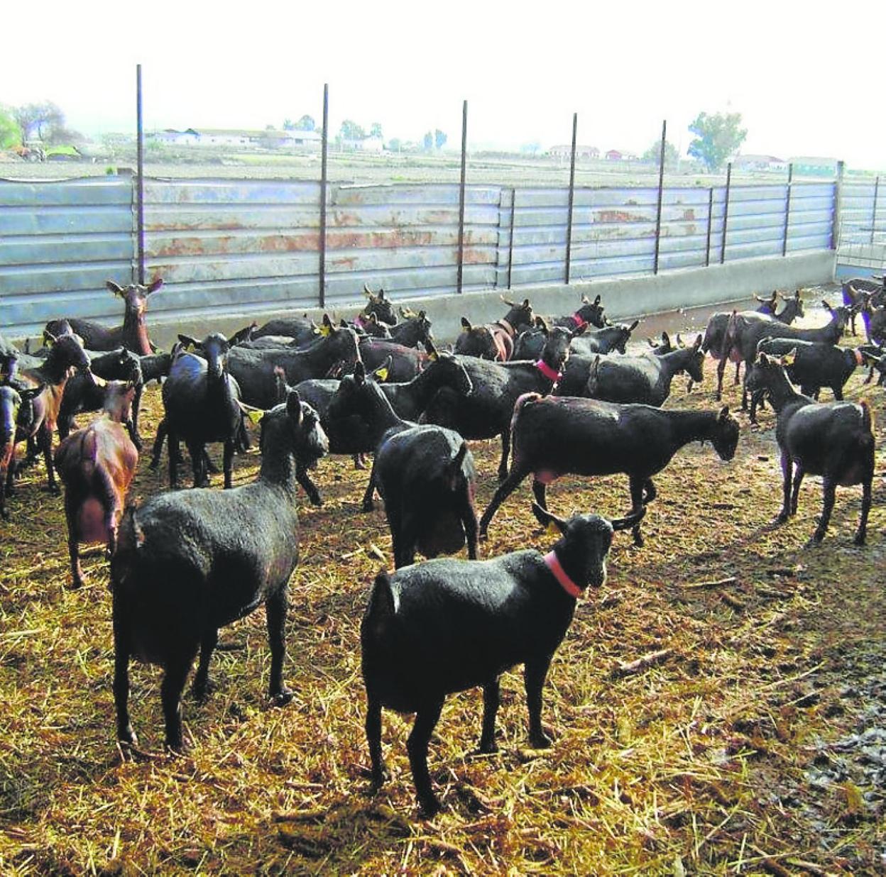 Explotación de caprino en la Región. 