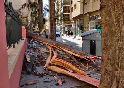 Imagen secundaria 1 - Un árbol derribado por el viento en la calle Puerta Nueva de Murcia.