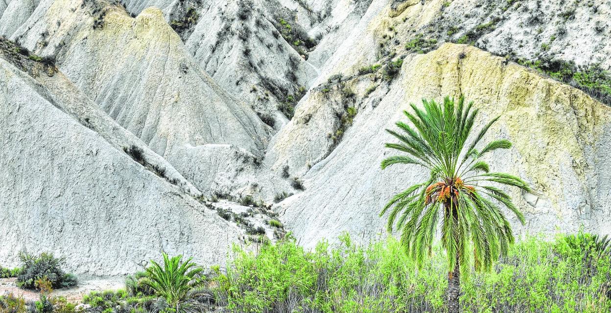 Inmediaciones del Río Chícamo, Abanilla. 