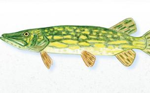 La enorme voracidad del lucio