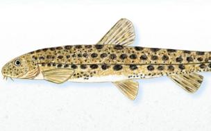 Dudas en la colmilleja