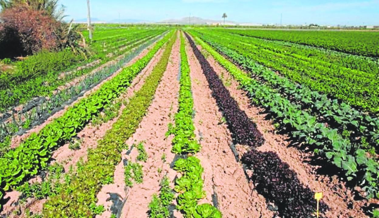 Cultivo de brócoli y lechuga en la Región. 