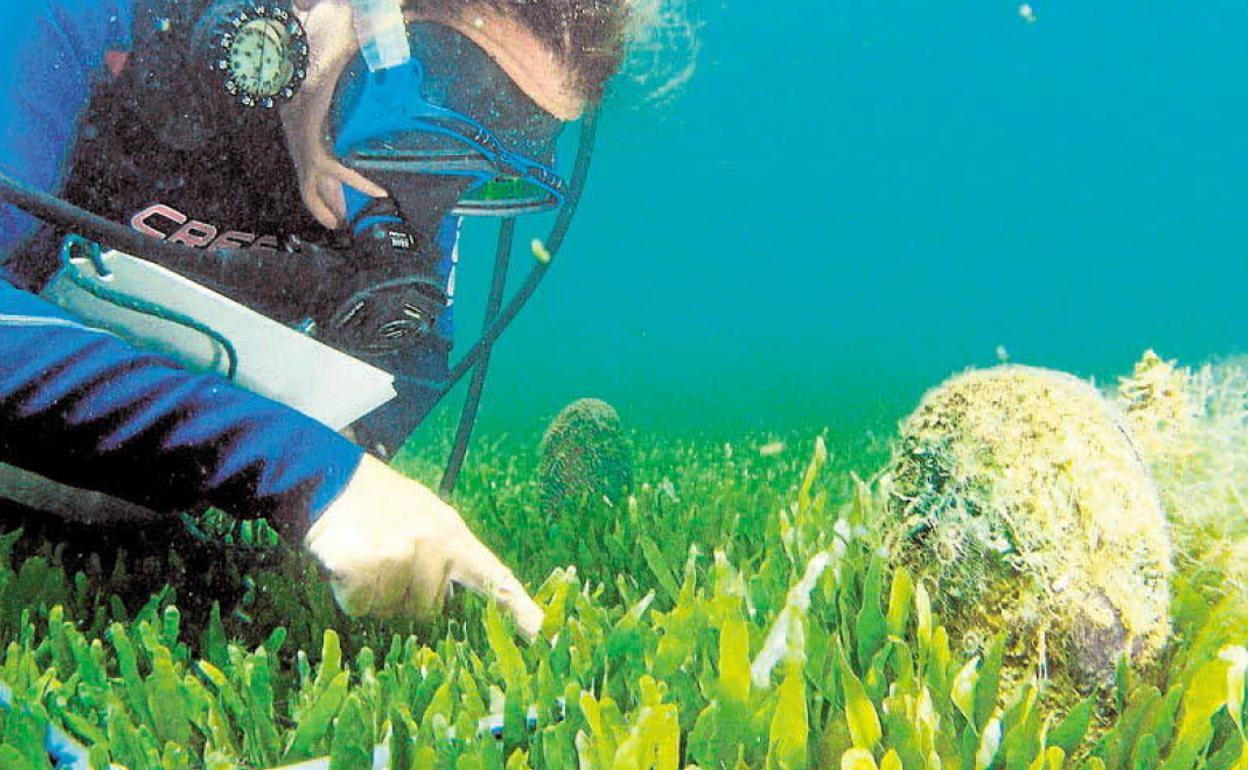 Un buzo inspecciona un ejemplar de nacra, en el Mar Menor, en una imagen de archivo. 