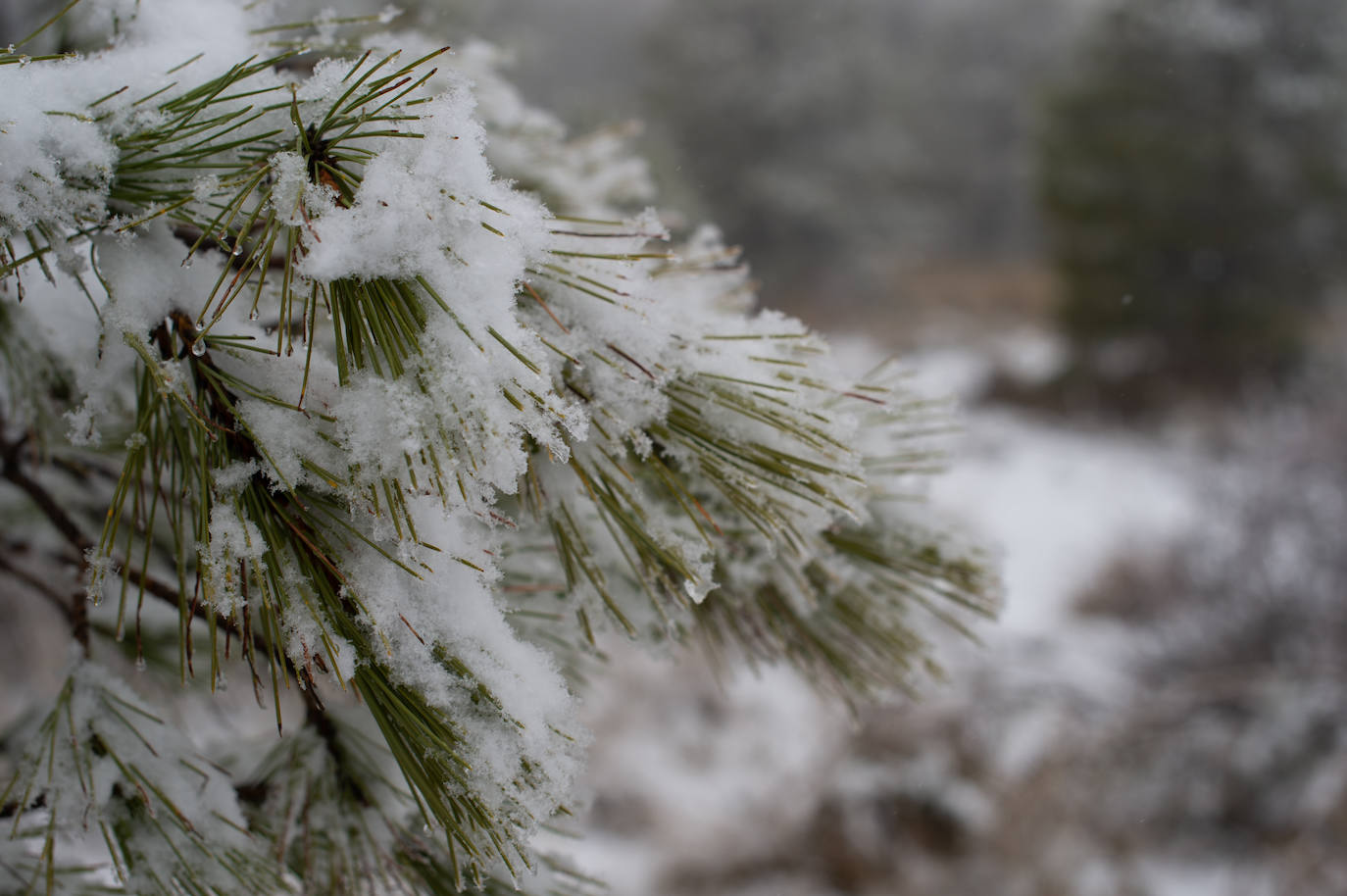 Fotos: La nieve en las pedanías altas de Caravaca y Moratalla, en imágenes