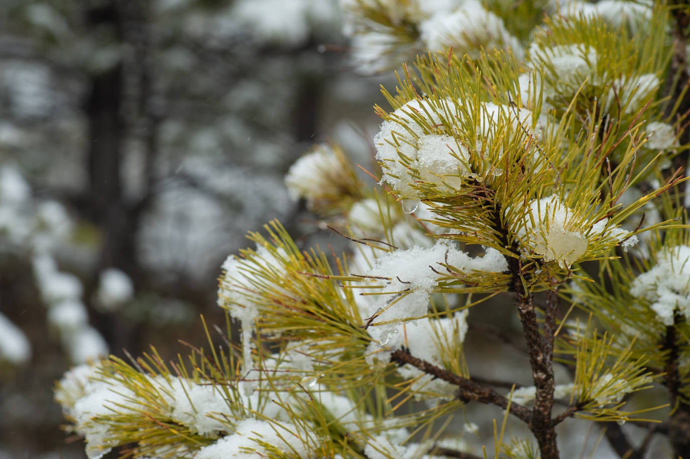 Fotos: La nieve en las pedanías altas de Caravaca y Moratalla, en imágenes