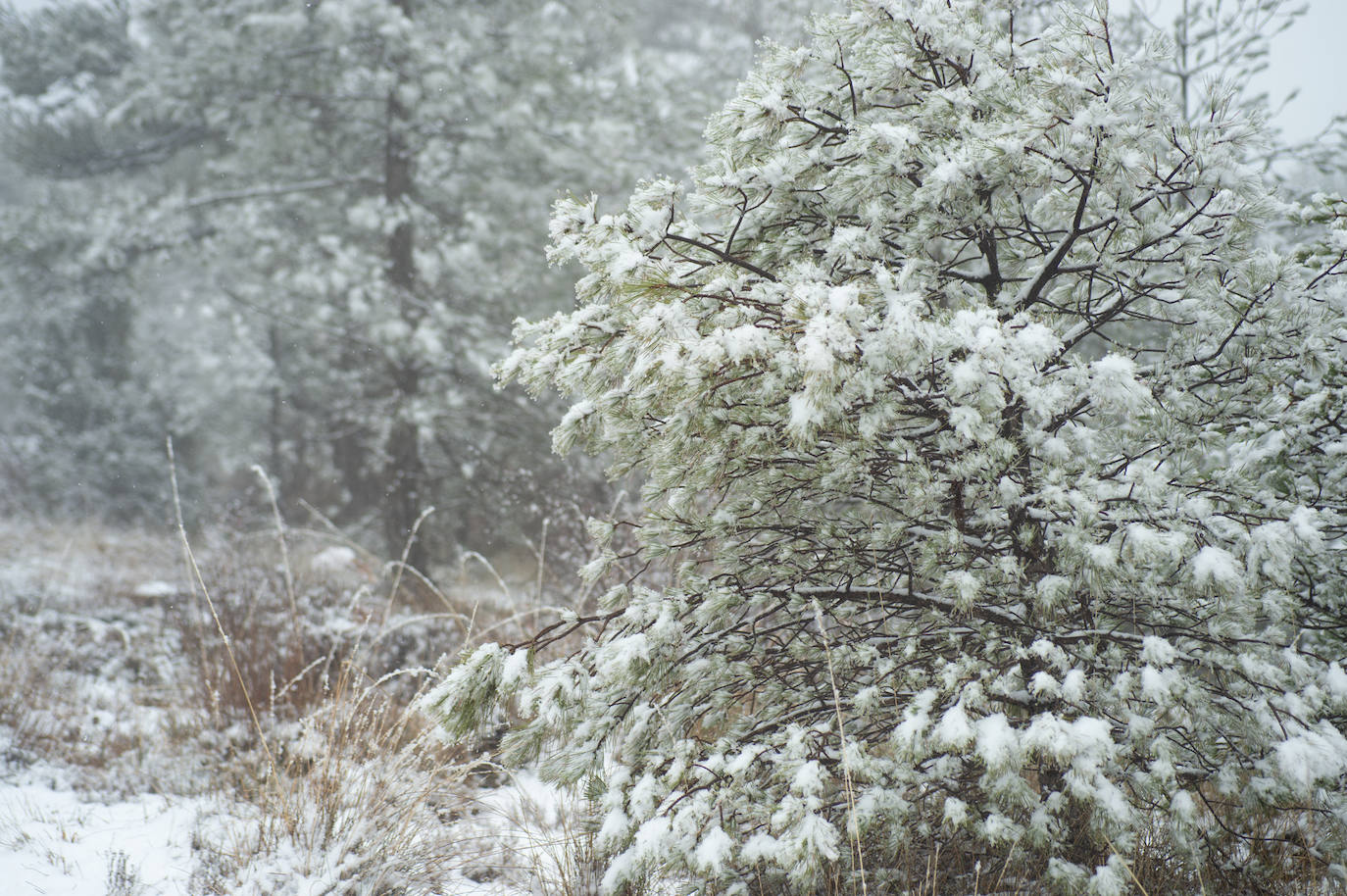 Fotos: La nieve en las pedanías altas de Caravaca y Moratalla, en imágenes