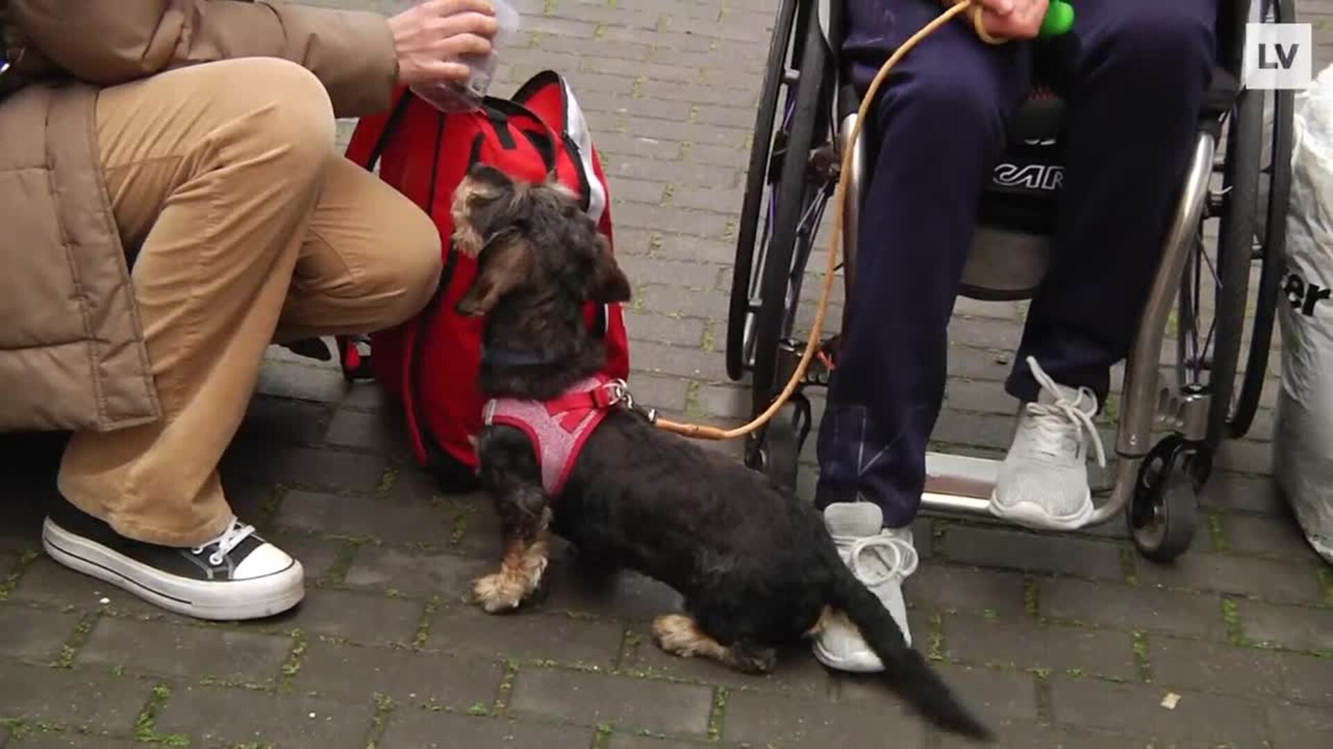 El 'Airbnb para perros' cala en Murcia