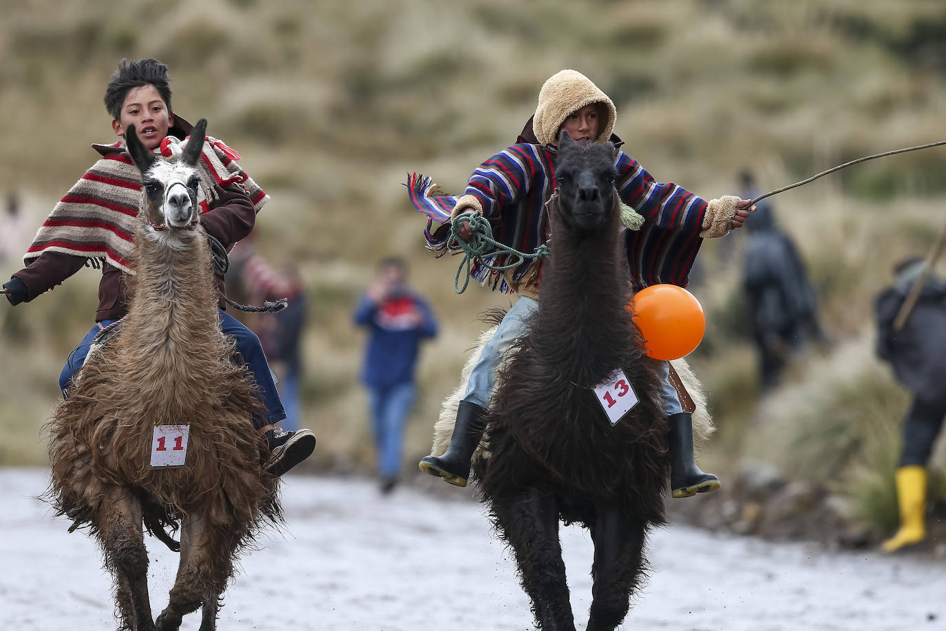 Fotos: Pequeños jinetes para las llamas de los Andes