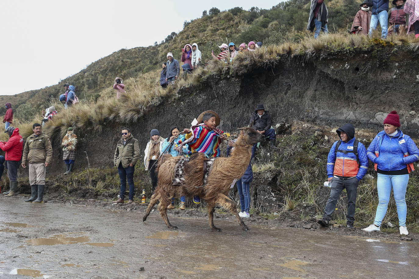 Fotos: Pequeños jinetes para las llamas de los Andes