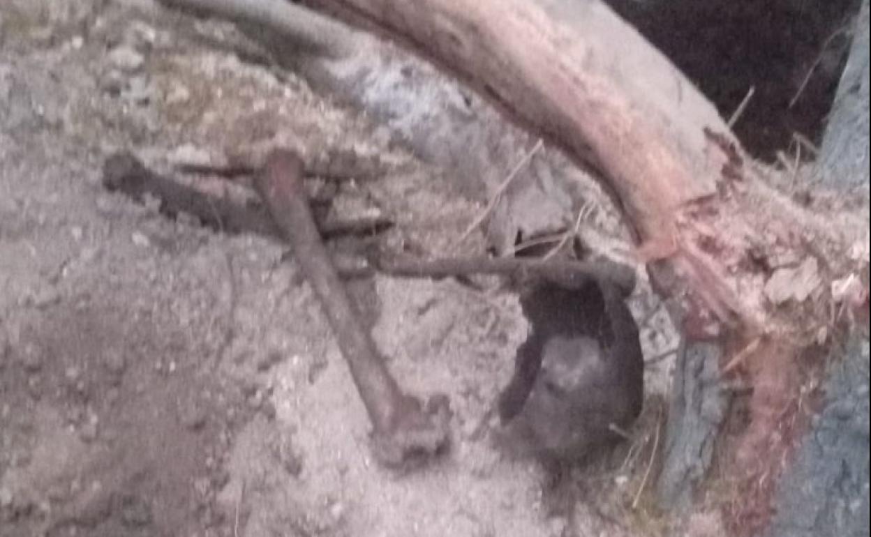 Un cráneo, un fémur y varios huesos humanos en un lateral del canal de El Estacio.