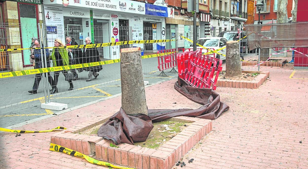 Dos de los cuatro alcorques de los árboles de la especie brachichitos, en la plaza Juan XXIII, entre los puestos de flores y la parada de taxis. 