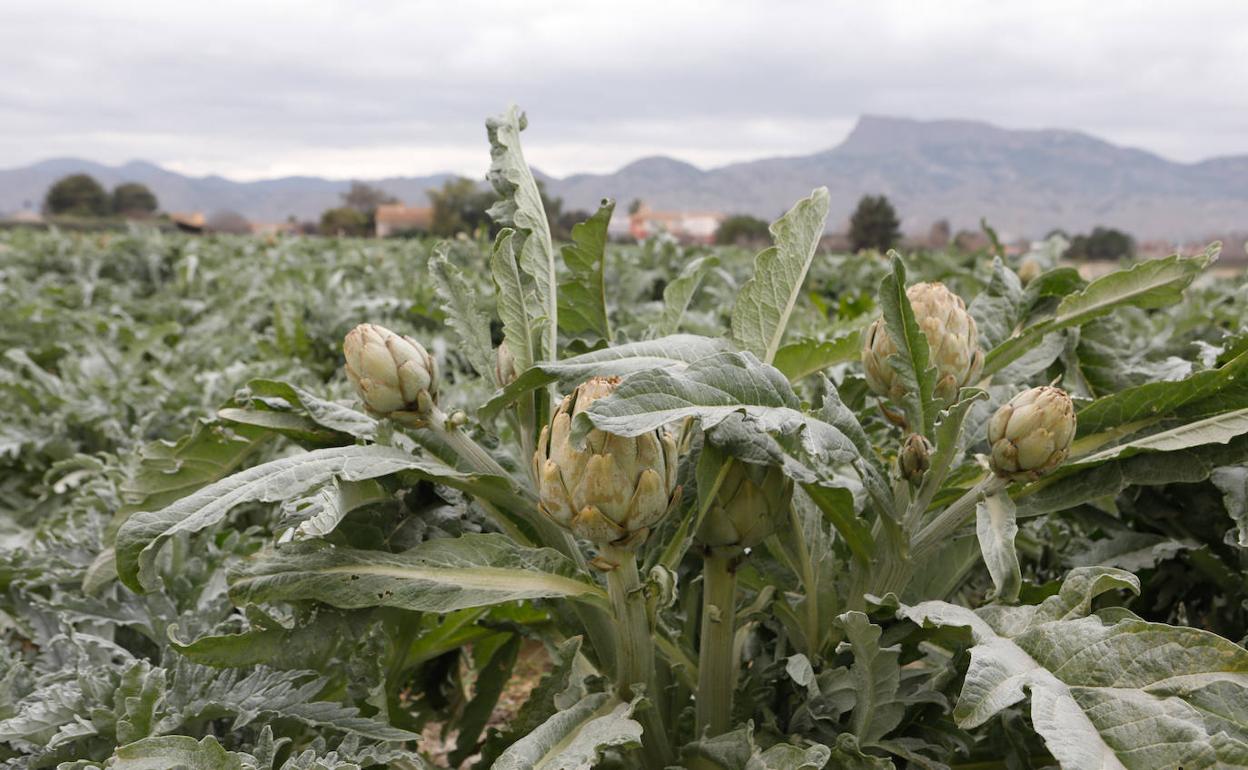 Una plantación de alcachofas heladas en el campo de Lorca. 