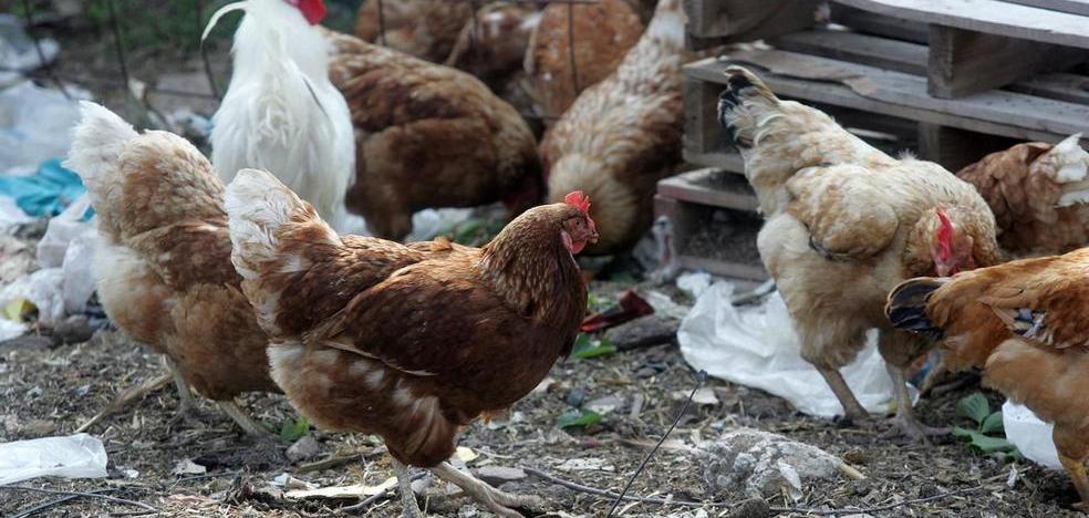 The two supposed cases of bird flu in Guadalajara were false positives