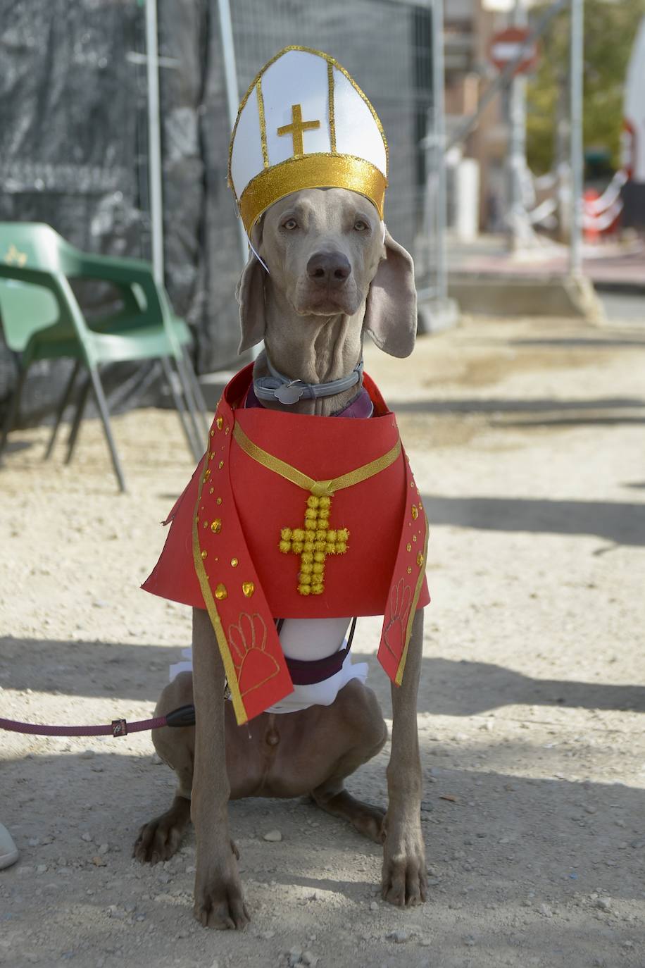Fotos: El concurso de disfraces de mascotas del Carnaval de Cabezo de Torres, en imágenes