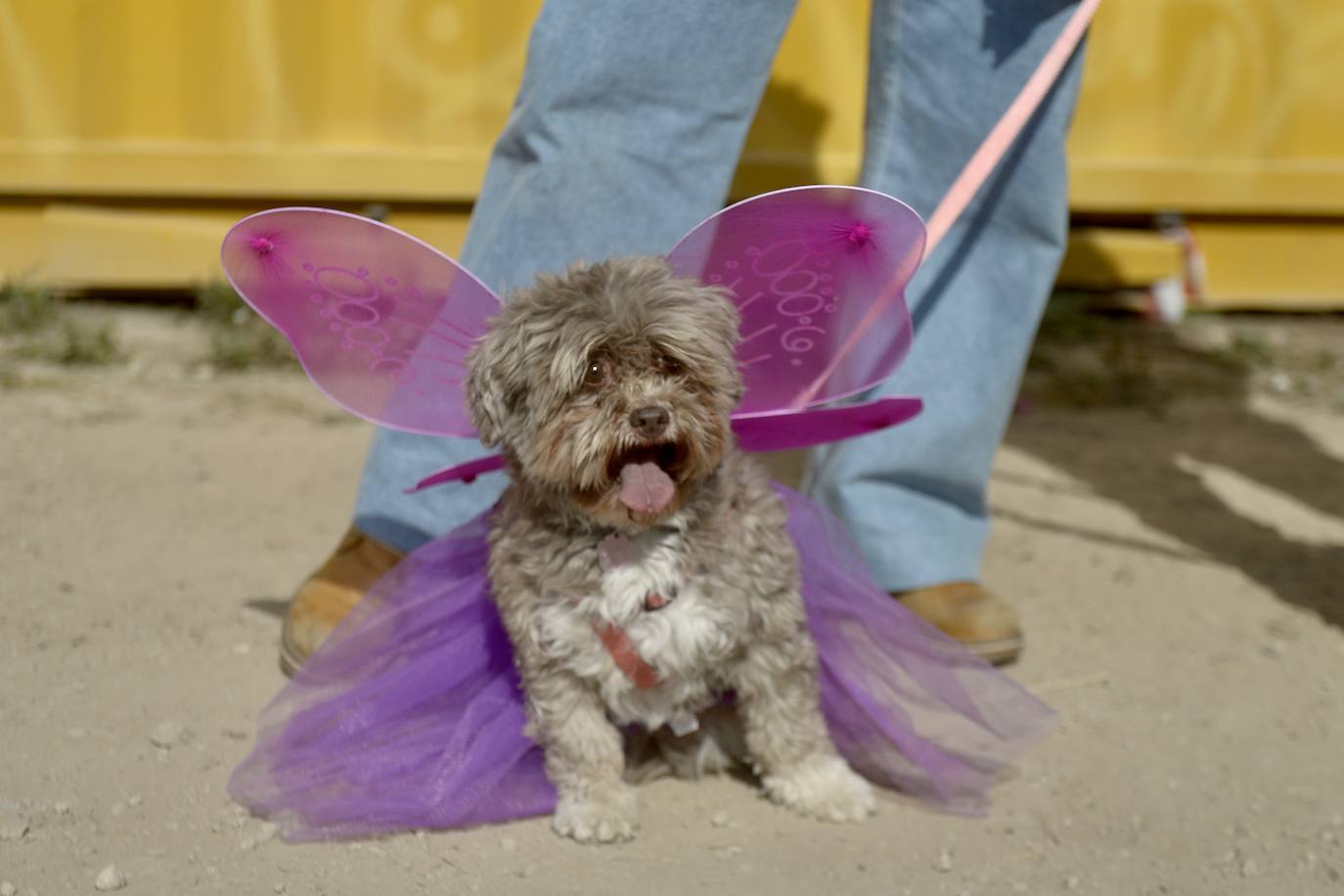 Fotos: El concurso de disfraces de mascotas del Carnaval de Cabezo de Torres, en imágenes