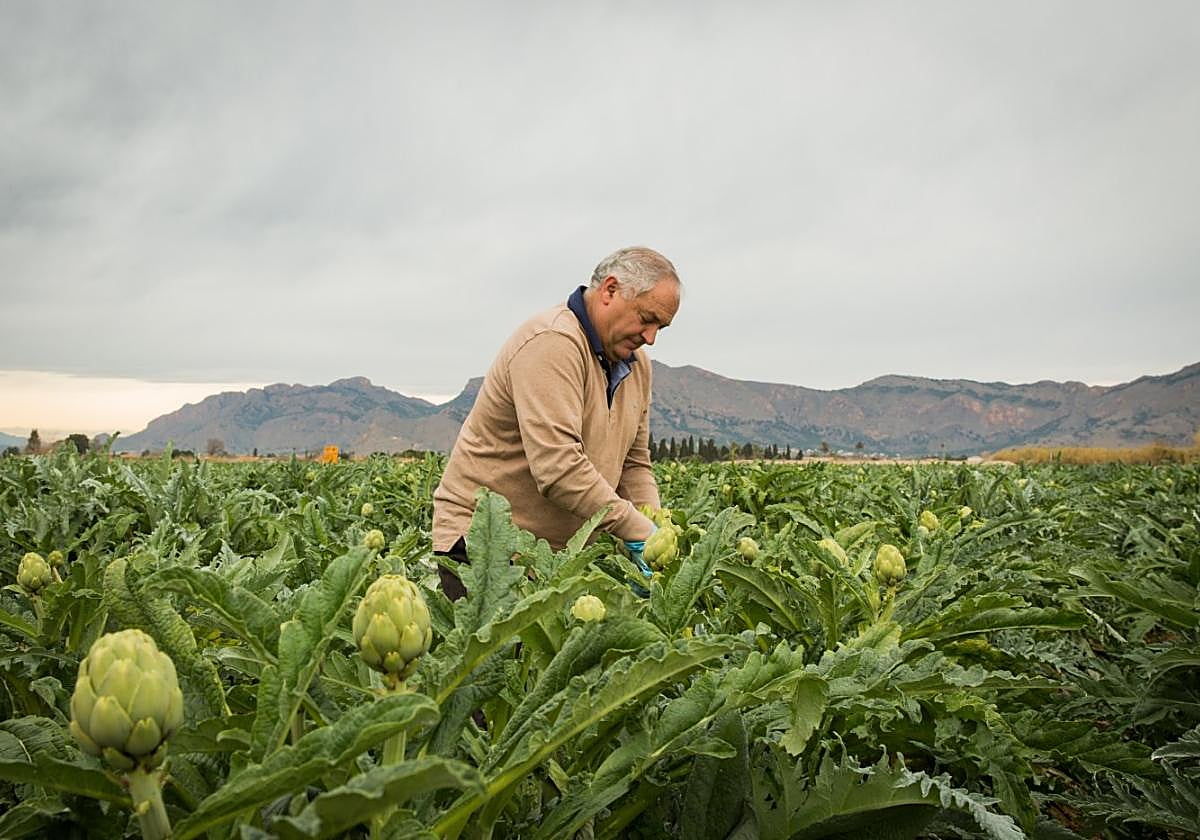 Un agricultor recoge alcachofa en un campo de Arneva, en una fotografía de archivo.