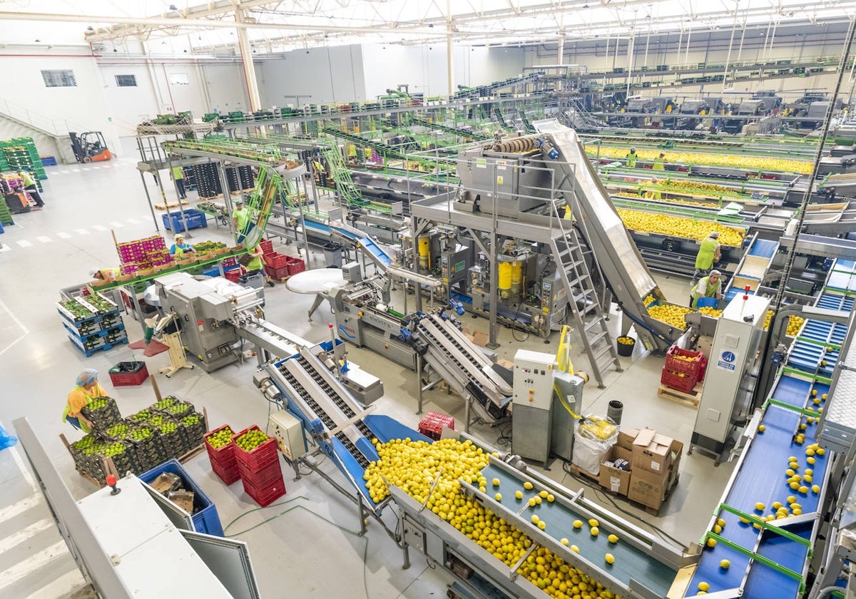 Almacén de tratamiento y envasado de limones de una empresa de la Región.