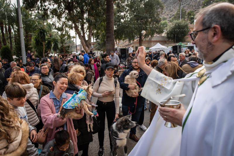 Las imágenes del día de San Antón en Orihuela