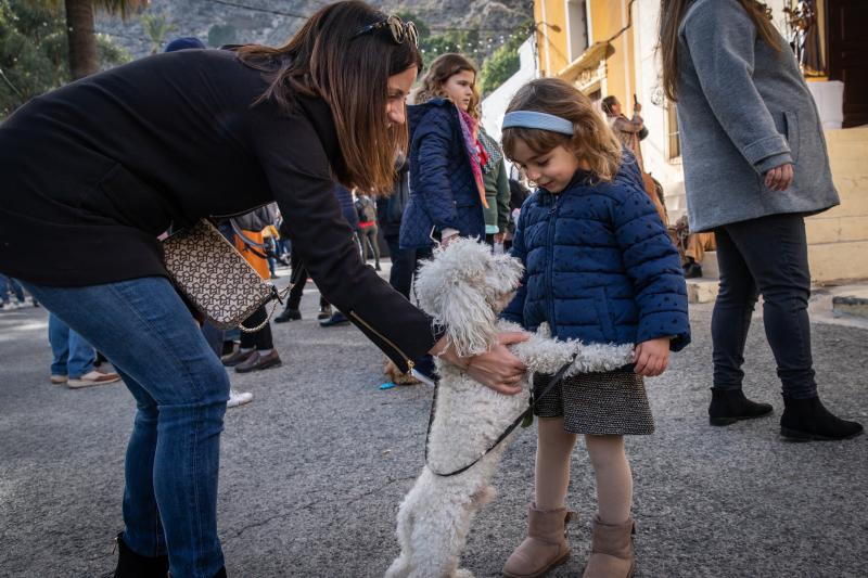 Las imágenes del día de San Antón en Orihuela