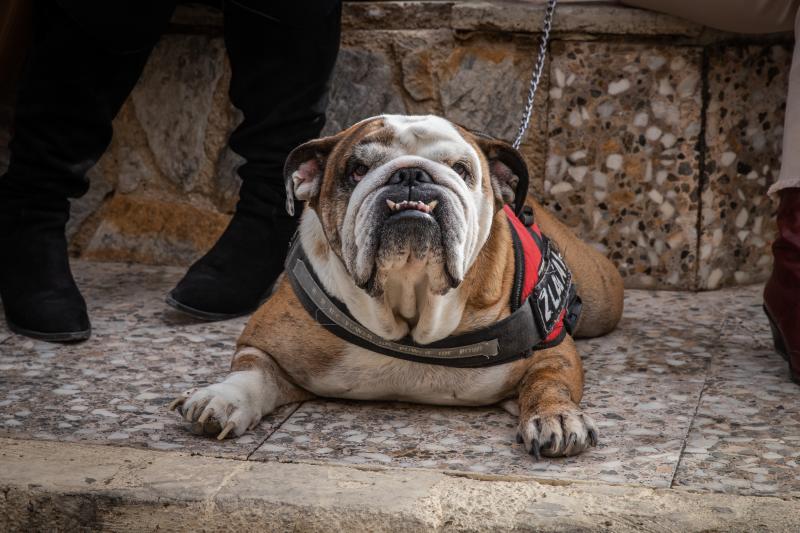 Las imágenes del día de San Antón en Orihuela