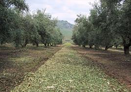 Cubierta vegetal inerte con restos vegetales.