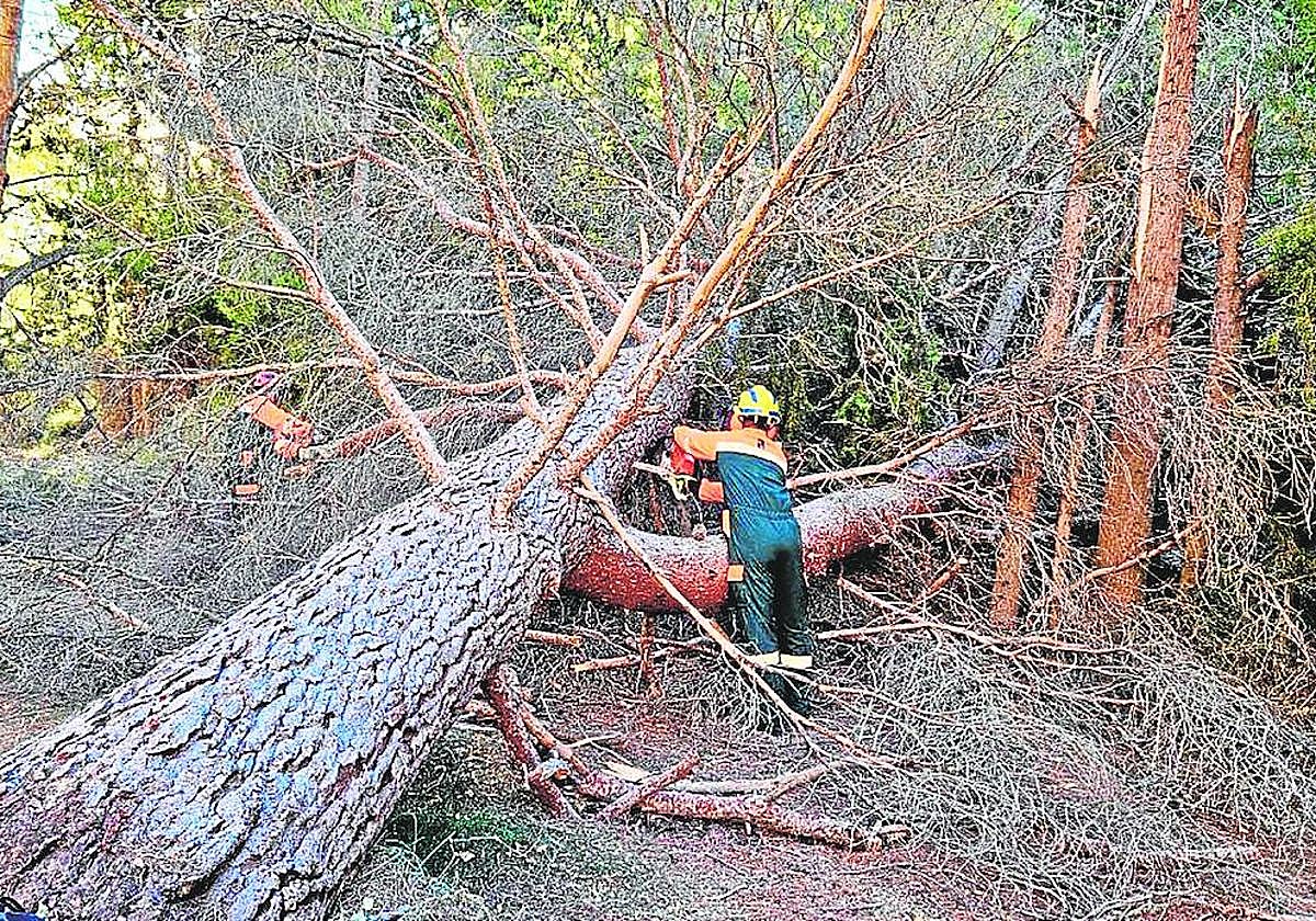 Árbol caído por la extrema sequía en una zona de bosque de la Región.