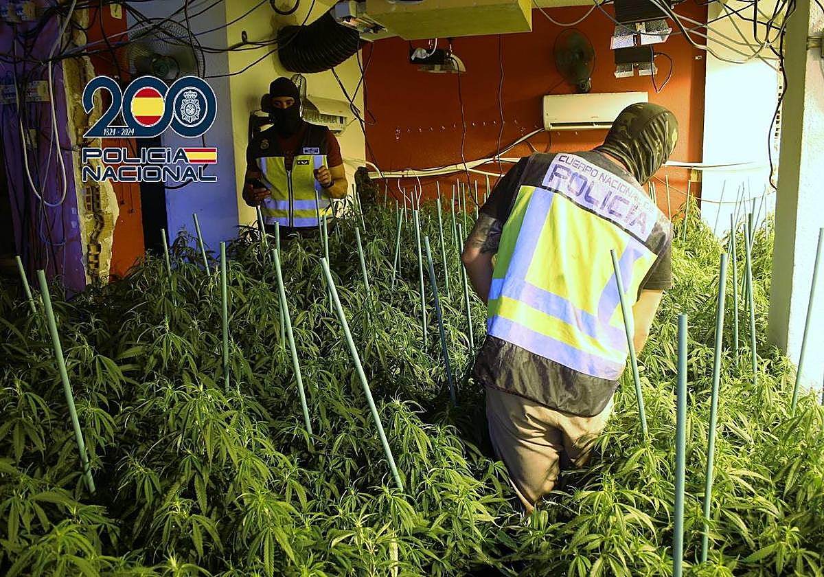 Agentes de la Policía Nacional en el interior de un inmueble registrado con las plantas de marihuana.