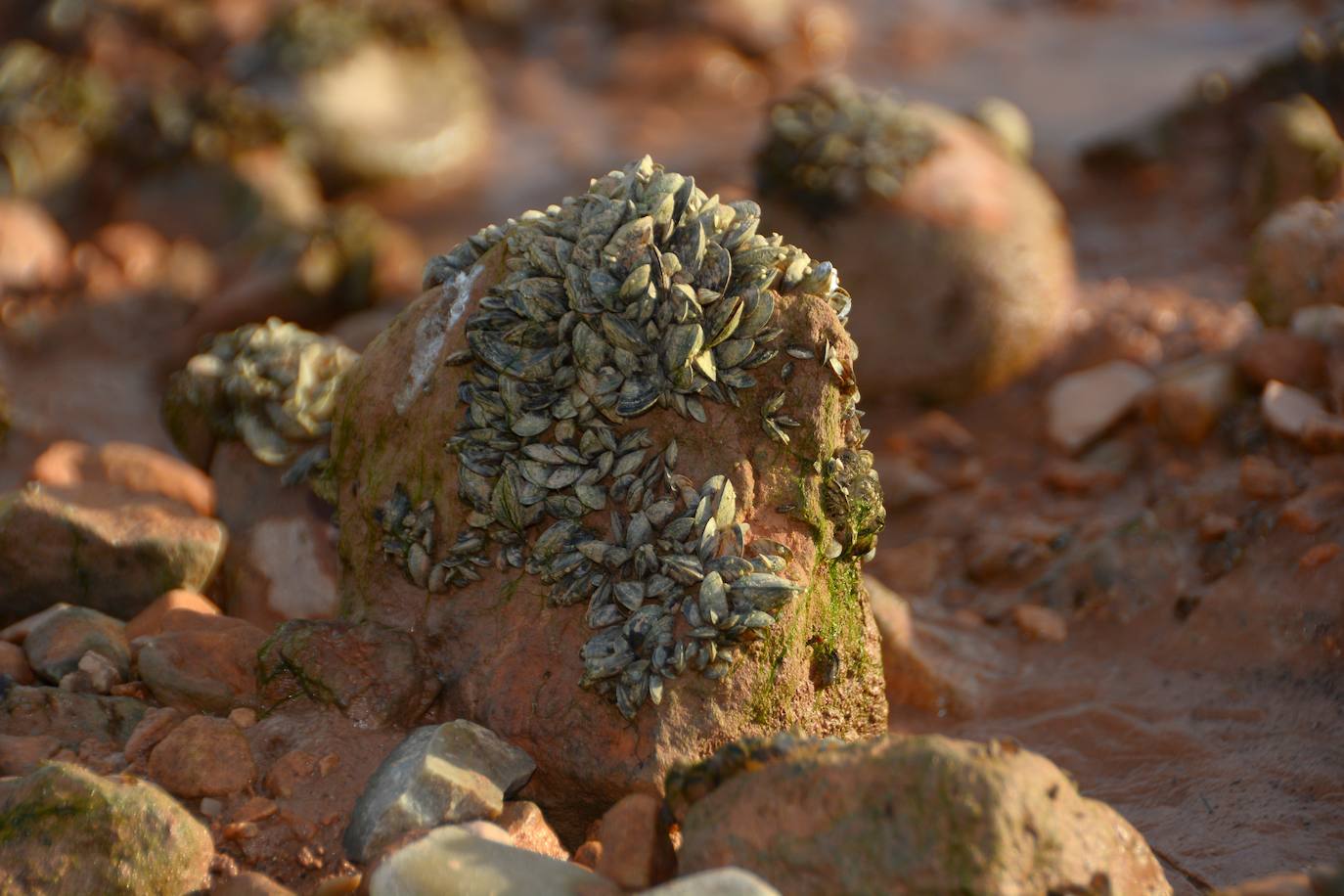 La plaga de mejillón cebra llega a los embalses del río Mundo, en imágenes