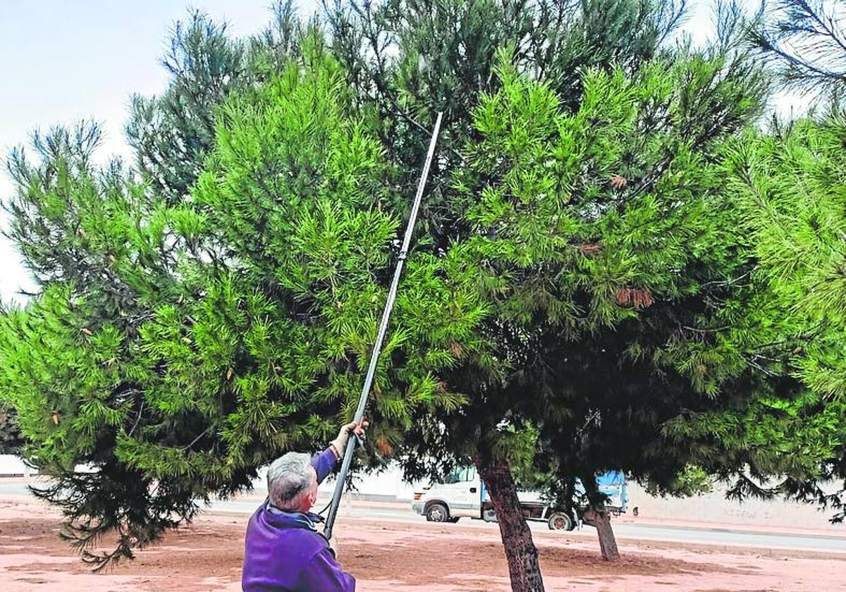 El Consistorio adelanta los tratamientos contra la procesionaria del pino en San Pedro