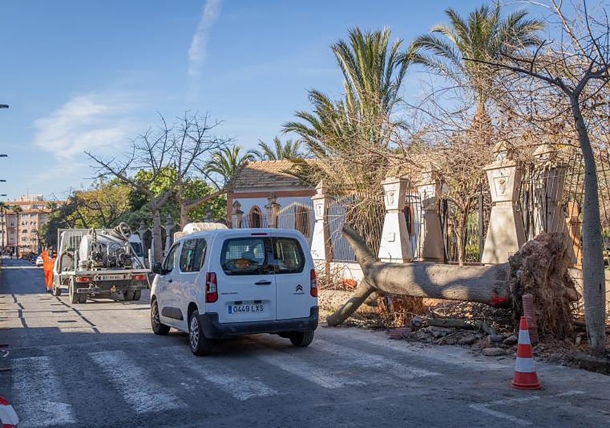Imagen principal - Árboles sobre las aceras recién demolidas.