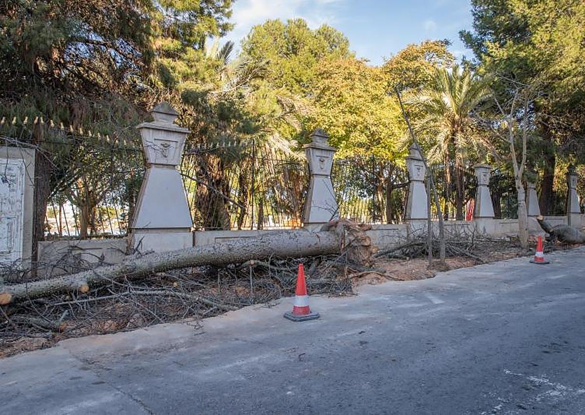 Imagen secundaria 1 - Árboles sobre las aceras recién demolidas.